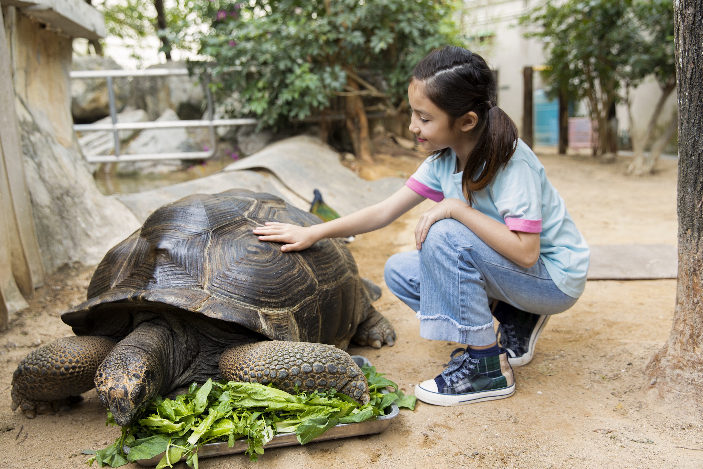 Meet the Giant Tortoise